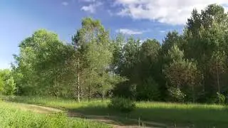[10 Hours] Summer Trees with Birds - Video & Audio [1080HD] SlowTV