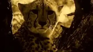 Джонни хочет жить !