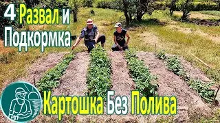 🥔 Planting potatoes without watering in heat and drought ⯇4⯈ Mulching and fertilizing
