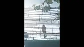 Седоголовый щегол пение, Исфара!