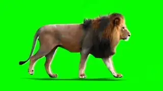 Male Lion Walking on Green Screen | Loop