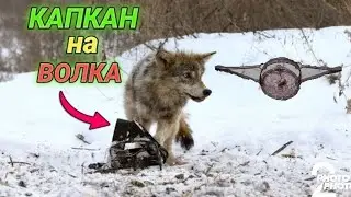 Капканы на ЗВЕРЯ [ВОЛКА, РЫСЬ, БАБРА]