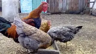 🐔🐓ДОМАШНИЕ КУРЫ Куриные яйца. Сколько снесли за день?