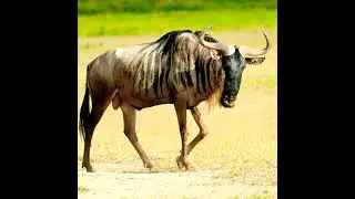 #wildebeest #wildebeests #africa