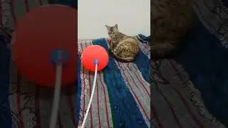 Cats Playing With Balloons Compilation #SHORTS 2022