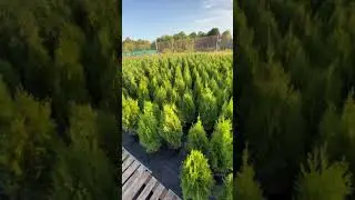 Туя западная Smaragd (Смарагд) ЗКС