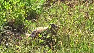 Marmot in hurricane ridge  in  Olympic National Park (Washington state in USA)