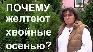 Пожелтели туи? У сосен желтые иголки? Почему желтеют хвойные осенью?