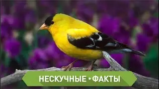 ТОП 5 самых красивых птиц мира