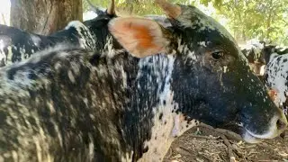 Caring for the Polish Calf