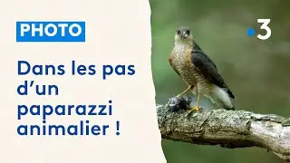 Photographe animalier, le paparazzi de la nature