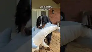 I Bought My Dog a Giant Stuffed Shark 🦈