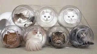 CAT CAPSULE HOTEL IS JUST OPENED! (ENG SUB)