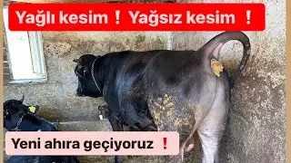 Yağlı ve Yağsız kesim ne zaman yapılırsa doğru olur ? Bir önceki video hakkında açıklama!!