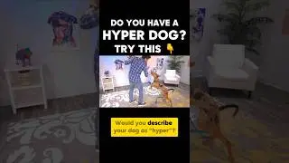 Do you have a “hyper” dog? Try this!!