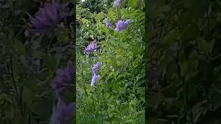 Цветы и котёнок