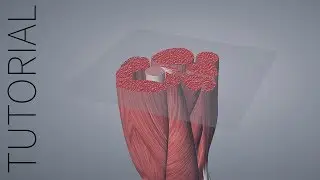Slice - Essential Anatomy 5 Tutorial