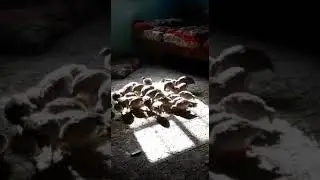 Охота кеклики