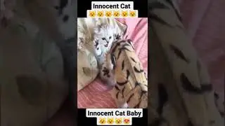 Funny cat | Innocent Cat | Beautiful Cat