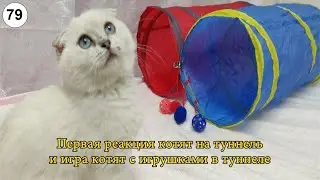 The first reaction of kittens on the tunnel and the play of kittens with toys in the tunnel