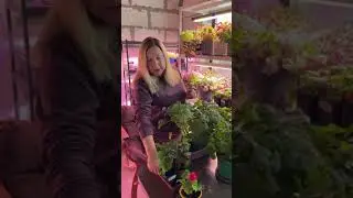 Пеларгония