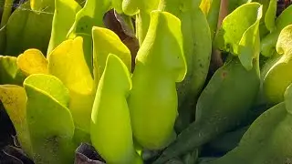 Potting Sarracenia purpurea