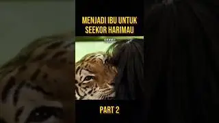 HARIMAU DI CULIK OLEH ORANG KAYA 
