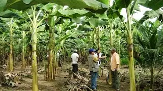 Manejo de Cultivos de Platano en Atalaya - Perú - TvAgro por Juan Gonzalo Angel