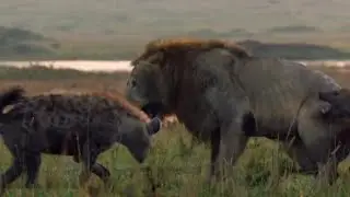 hyenas attacks lion | hyenas vs lion | wood animals #lions #hyenas