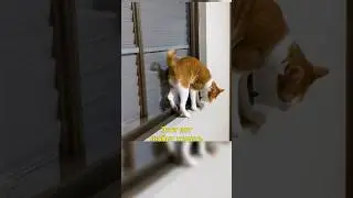🐈Кот-Акробат😃