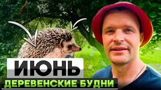 Деревенские будни. Июнь.