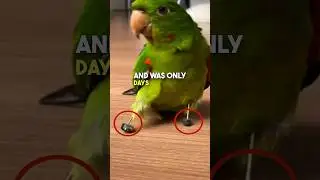 This Parrot is a Real Life Pirate 🥹