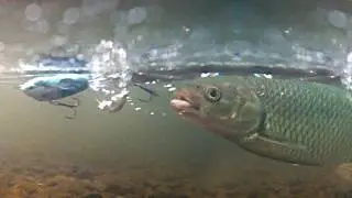 NEW top water fishing lure catches big fish. Handing plopper tested