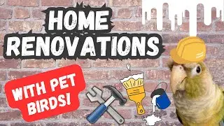 Home Renovations with Pet Birds! | BirdNerdSophie