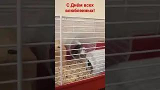 Всех с днем влюбленных!любите друг друга правильно😉