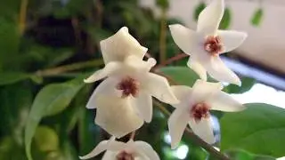 Fast Grower Hoya - Hoya Iris Marie