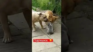Борзая козявка! #shortvideo