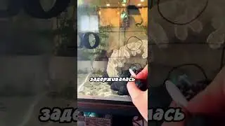 Рыбка победила в крестики нолики 😂