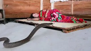 Danger While Sleeping, Snake Crawl into Bed.../Build Log Cabin by Yourself, Part 10