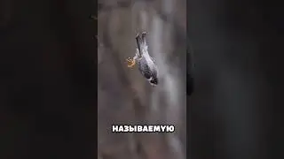 Смерть, Приходящая с Небес! Самый Быстрый Охотник Мира 😱 
