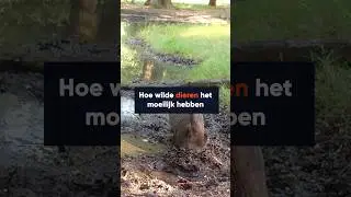 🦔 Dieren hebben het zwaar door de toenemende hitte