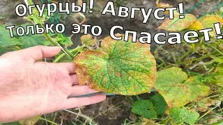 СРОЧНО дайте это в АВГУСТЕ ОГУРЦАМ, и даже слабые огурцы вмиг заплодоносят до осени, урожая Тонны.