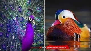 9 Hewan Dari Surga Eksotis dan Cantik Yang Ada Di Dunia Nyata