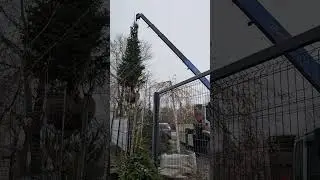 Купить Крупномеры В Воронеже Елка Пихта  