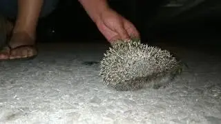 Крымский Ёжик или мужественный зверь!