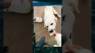 video lucu ngakak bikin sakit perut 2023 