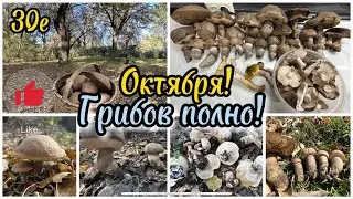 За Подберёзовиками 30го октября!+25С и грибы растут!Тихая охота Грузия-2023!