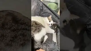 Cat LOSES IT After Owner Spanks His Butt! 😂🐱