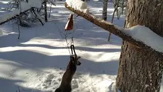 соболь попал в капкан.