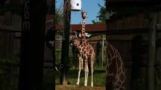 Giraffes | Blank Park Zoo  #zoo #wildlife #animals